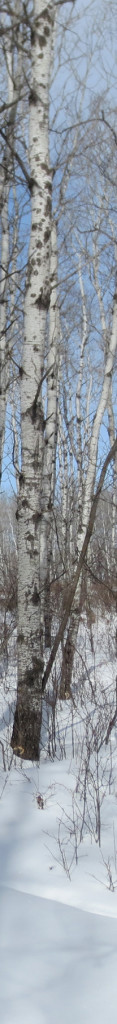 Birch trees 1