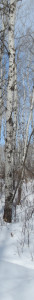 Birch trees 1
