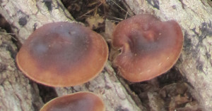 mushrooms on logs rev