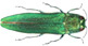 EAB insect websize 2